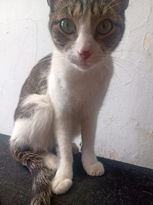 Kitty 