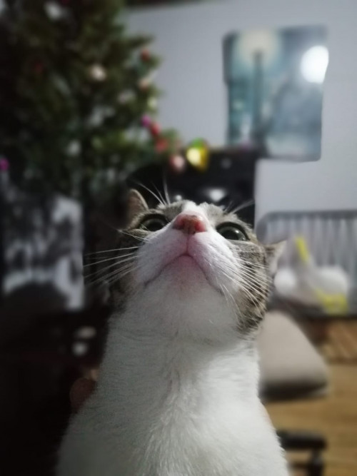 Kitty 