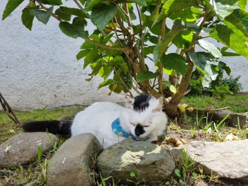 Muñeca