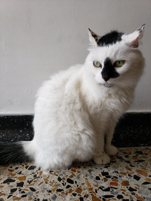 Muñeca