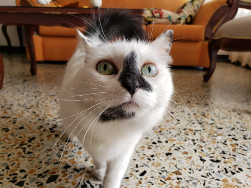 Muñeca