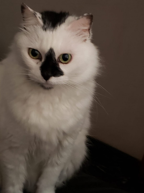 Muñeca