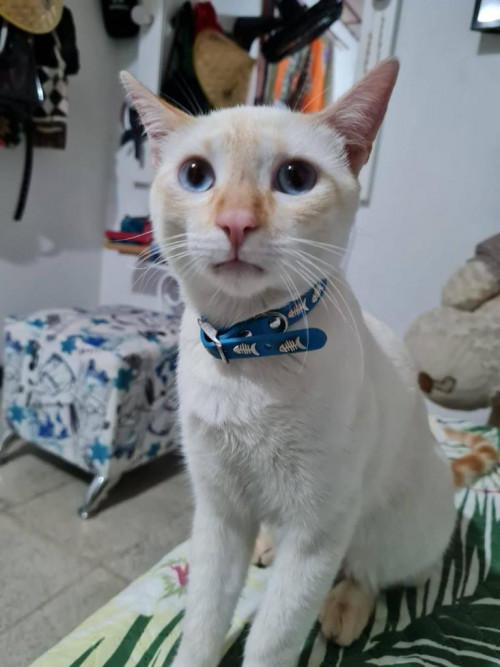 Sheldon