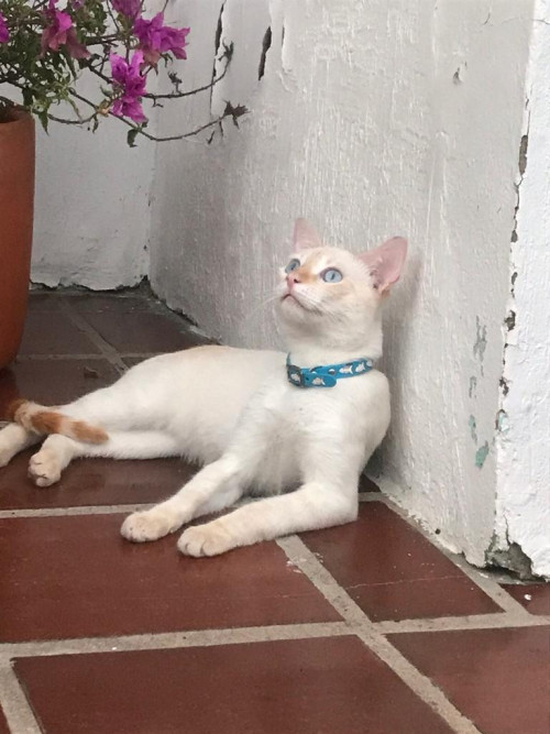 Sheldon
