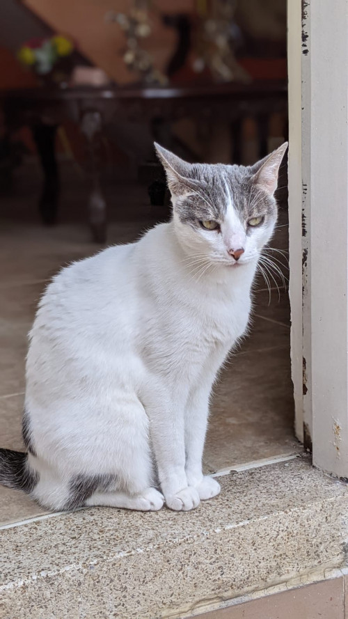 Poli