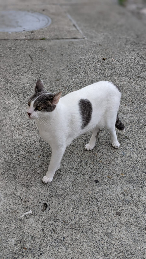Poli
