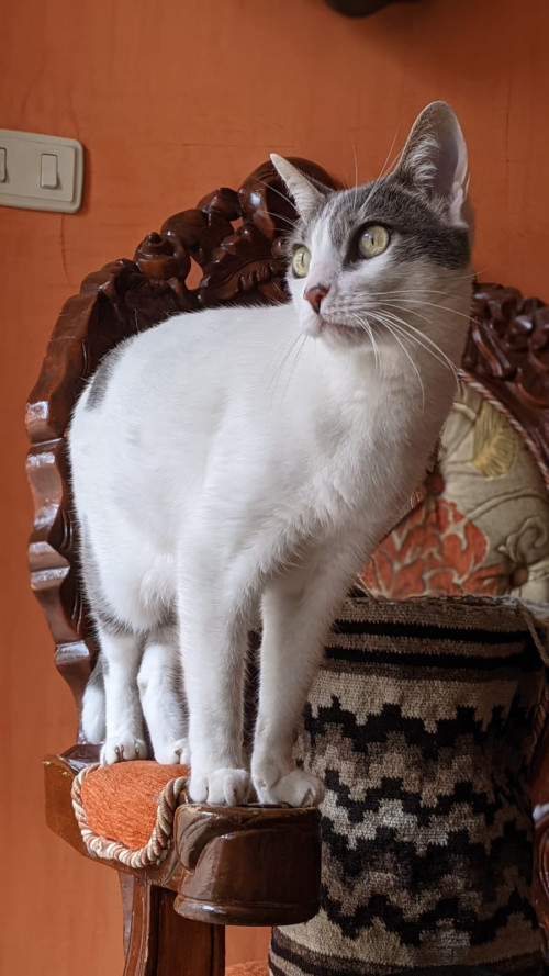 Poli