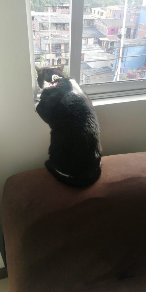 Tom