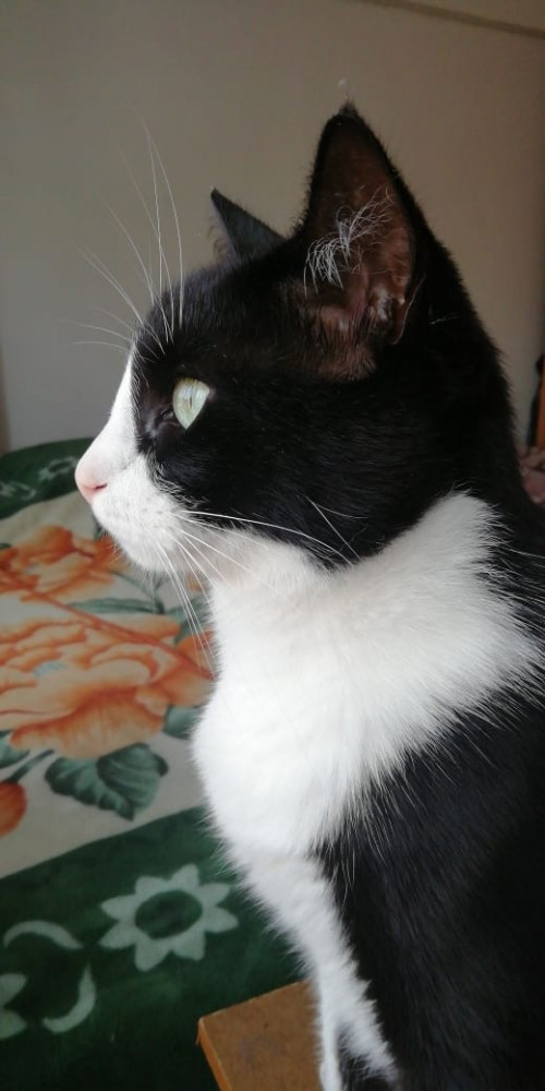Tom