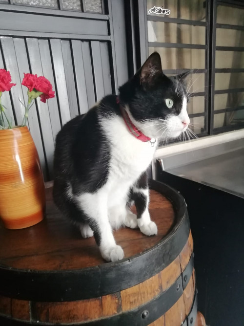 Tom