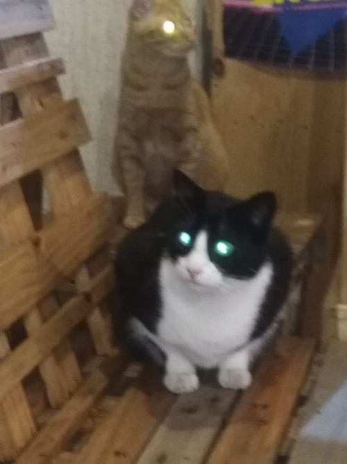 Tom