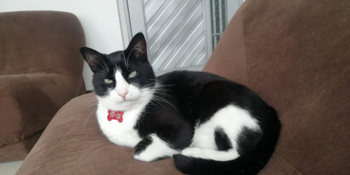 Tom