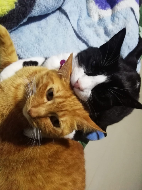 Tom