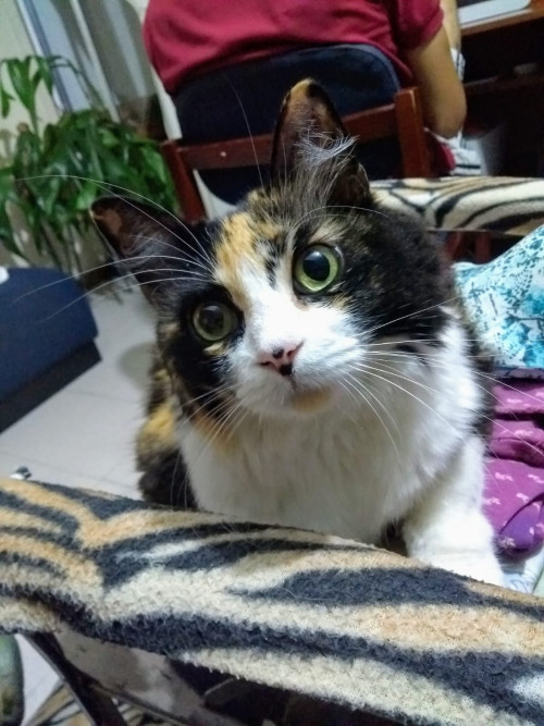 Iris
