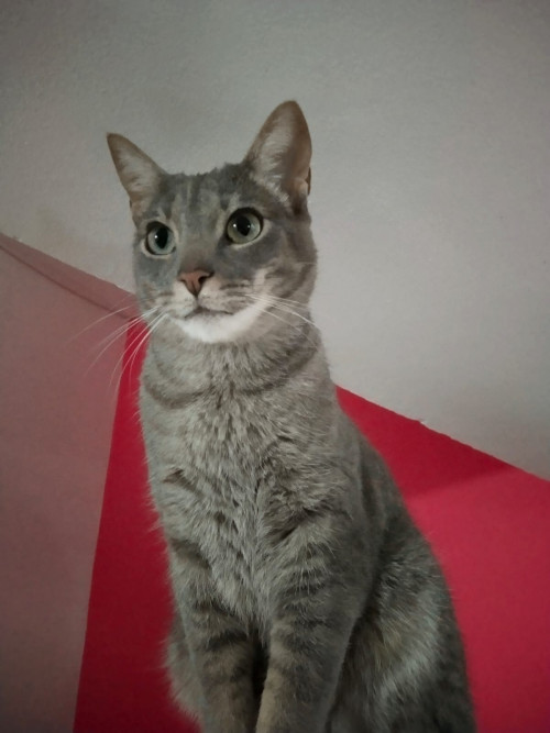 Zeus