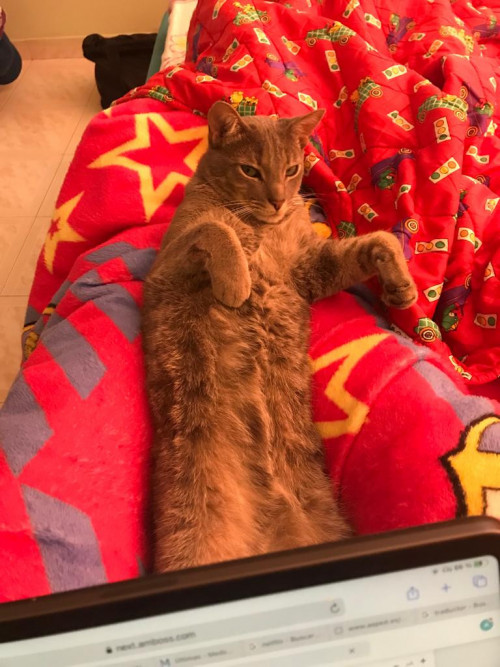 Zeus