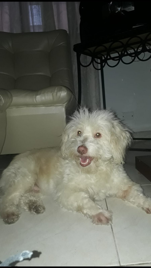 Toño