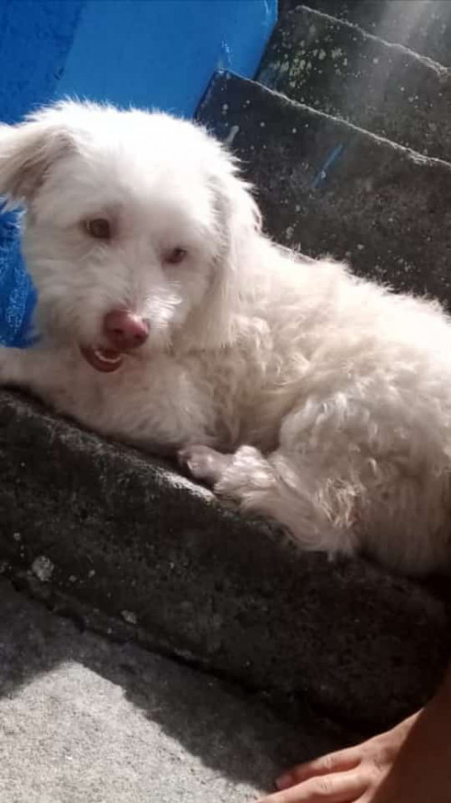 Toño