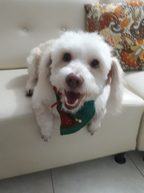 Toño