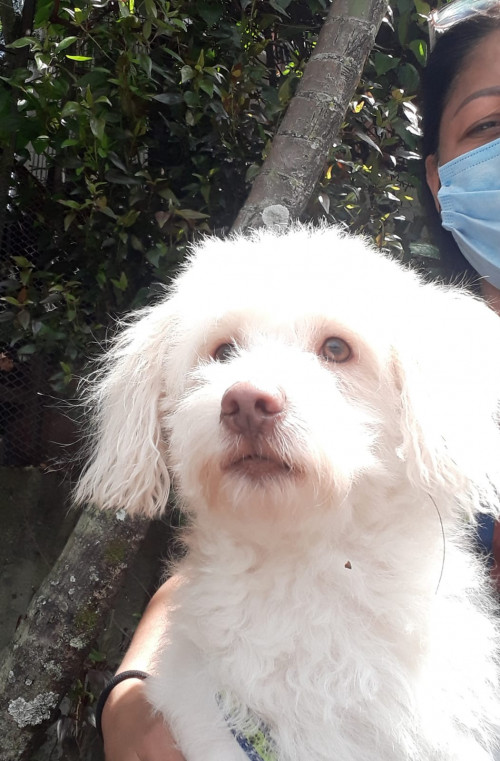 Toño