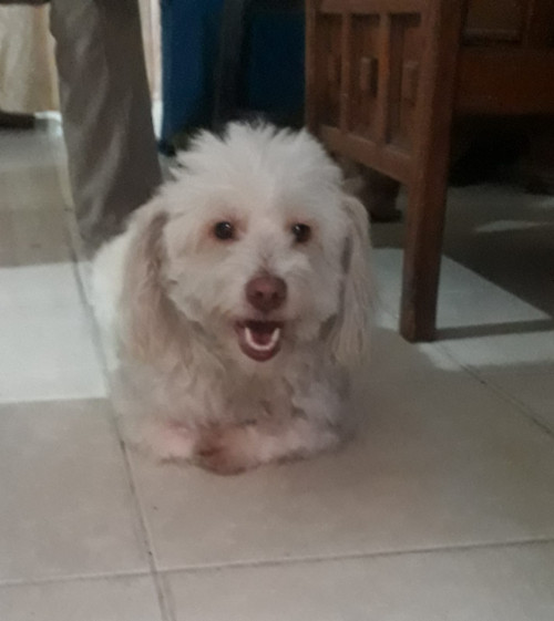 Toño