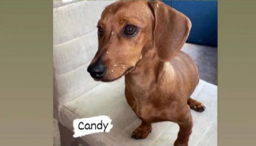 Candy Y Moet