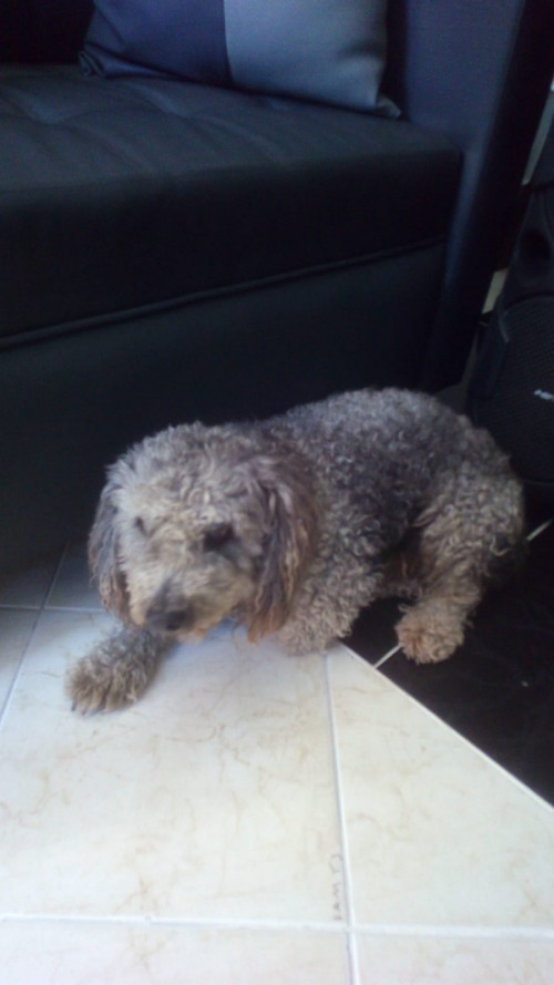 Simón
