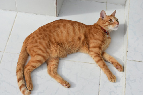Max
