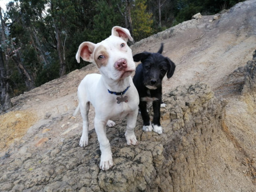 Bruno Y Sacha