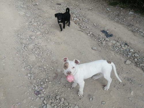 Bruno Y Sacha