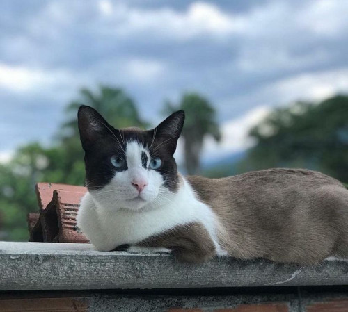 Nico