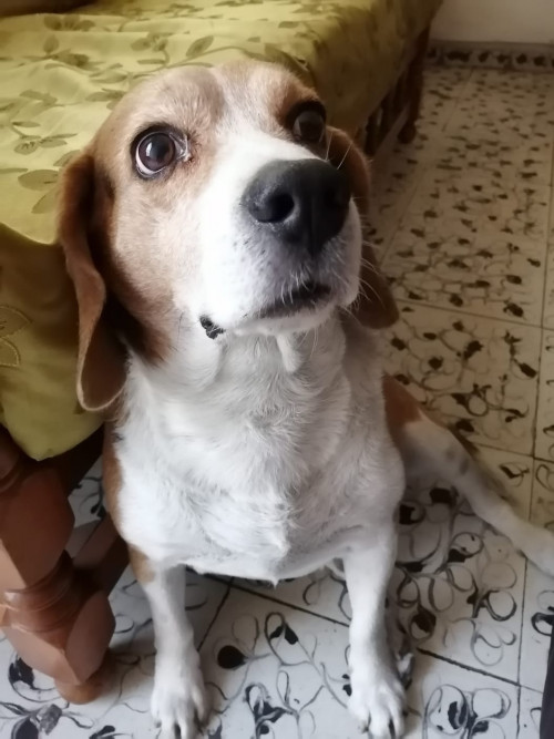 Mateo