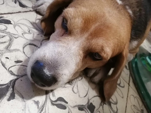 Mateo