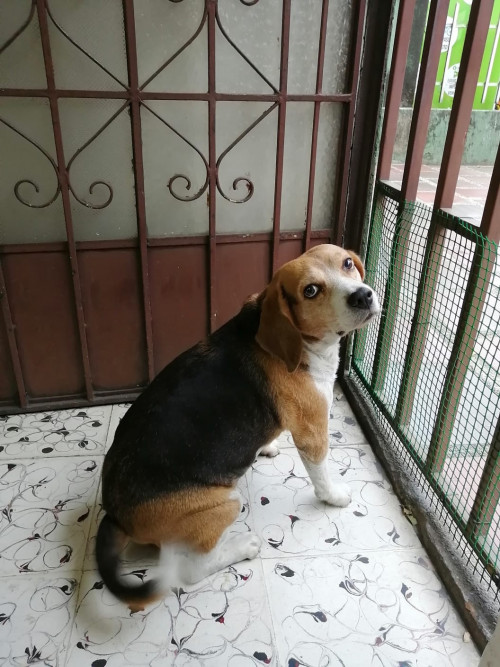 Mateo