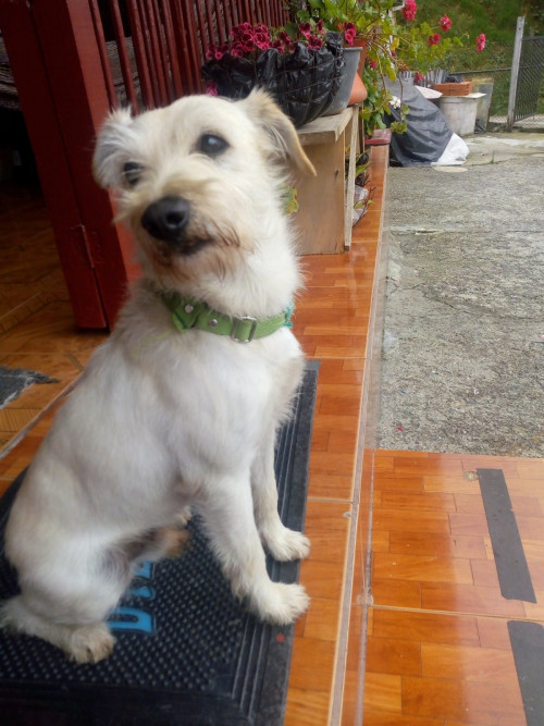 Loky