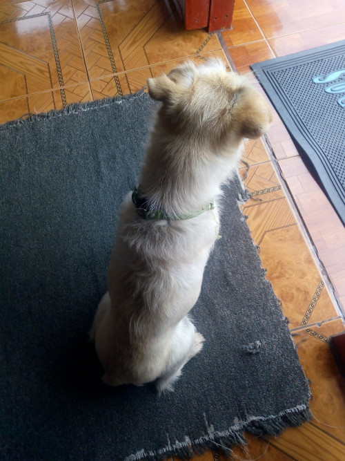Loky