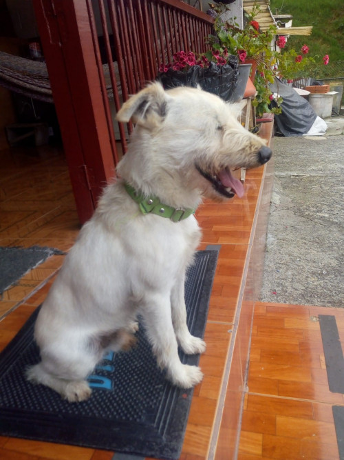 Loky