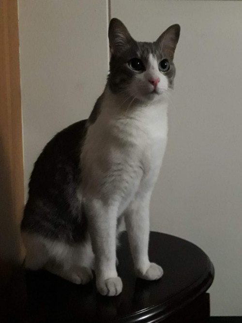 Oreo