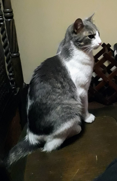 Oreo