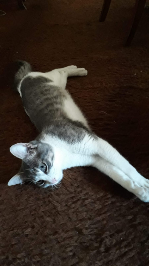 Oreo