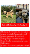 Foto de Rocky en Fusagasugá Cundinamarca #1