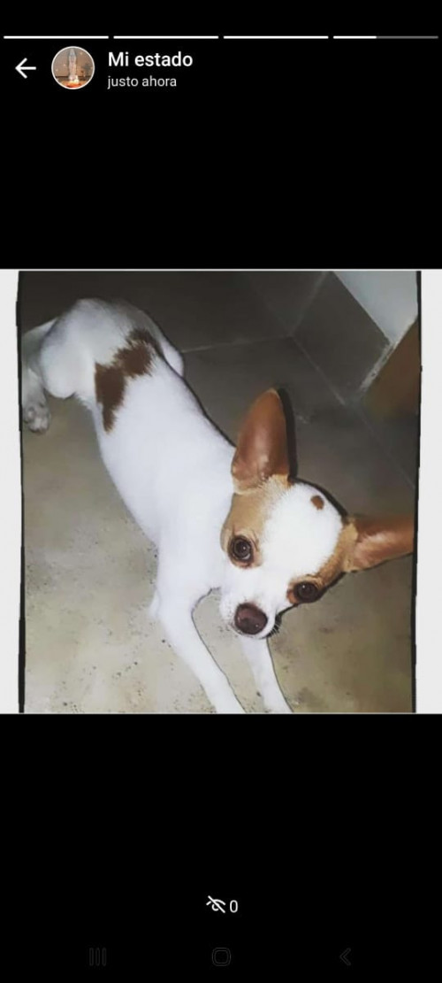 Manolo