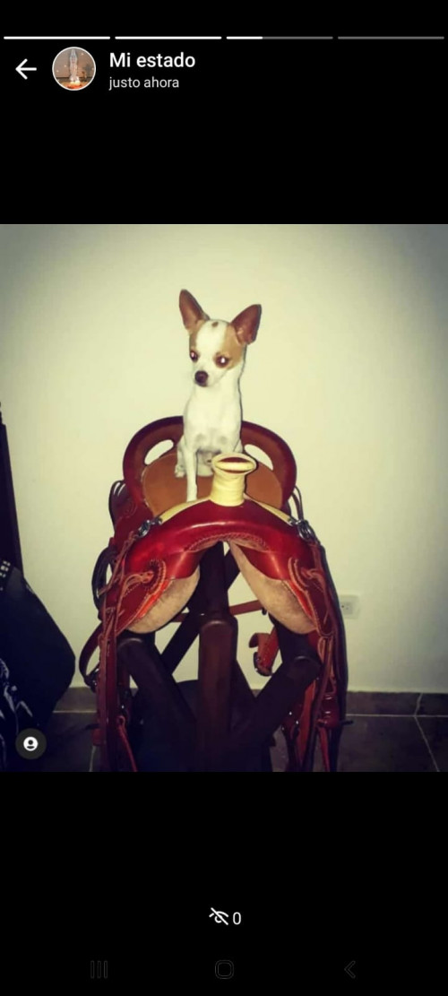 Manolo