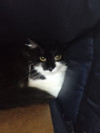 Foto de Gata en  Bogotá #3