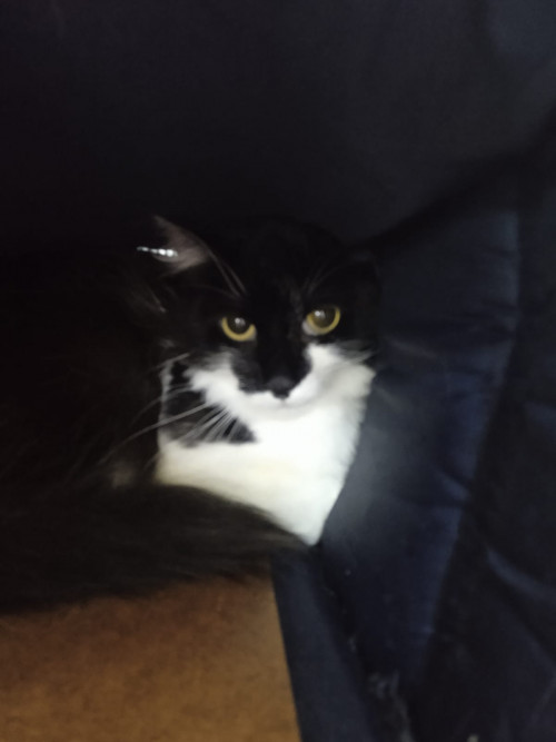 Gata