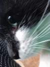 Foto de Gata en  Bogotá #2