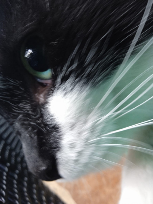 Gata