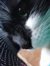 Foto de Gata en  Bogotá #1