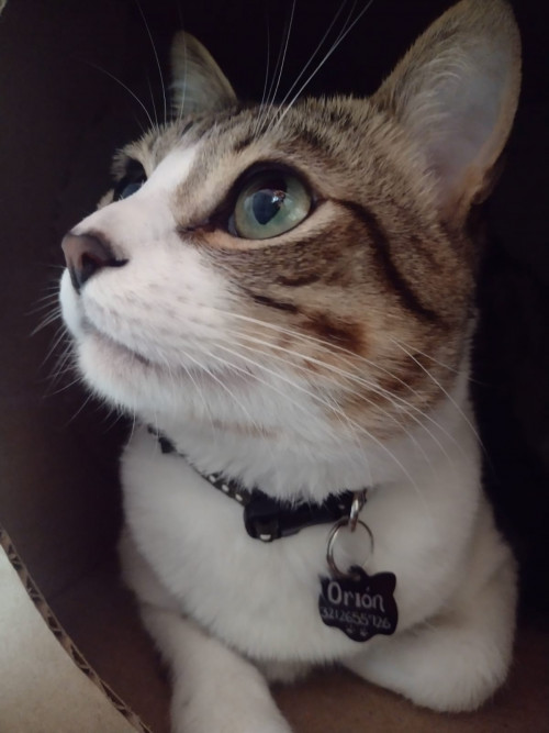 Orion