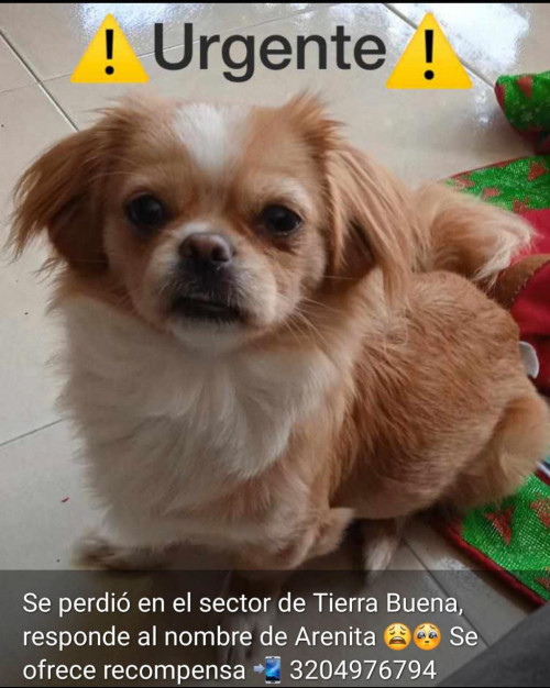 Arenita